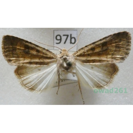 Caradrina morpheus (Hufnagel, 1766) Światłówka sennica Czech97b